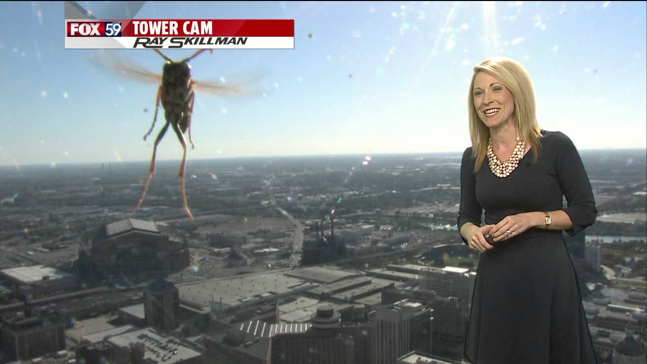 Meteorologist Jennifer Ketchmark attacked by bees while forecasting the weather