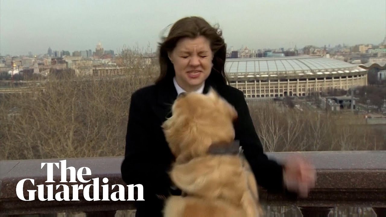 Dog interrupts live weather report in Moscow by borrowing journalist’s microphone